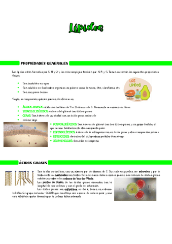 Lipidos.pdf