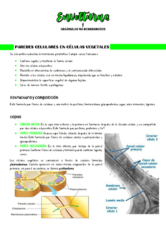Organulos-no-membranosos-y-envolturas.pdf