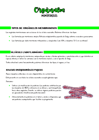 Organulos-membranosos.pdf