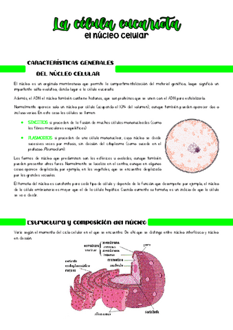 Nucleo-celular.pdf