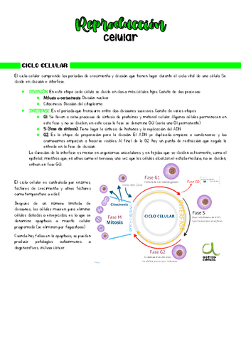 Reproduccion-celular.pdf