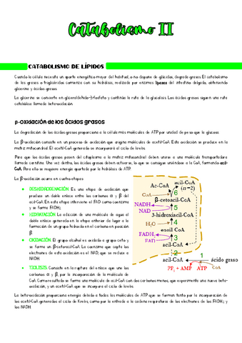 Catabolismo-de-lipidos-y-proteinas.pdf