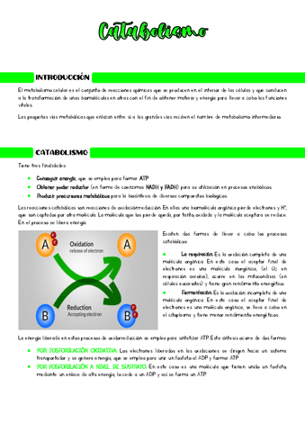 Catabolismo.pdf