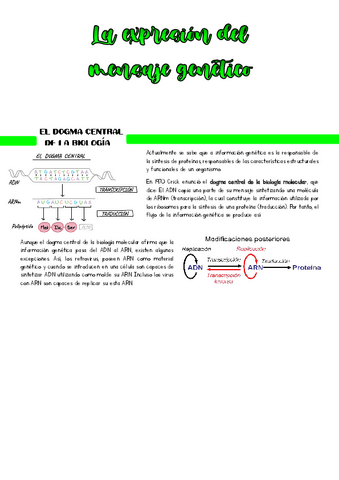 Transcripcion-y-traduccion.pdf