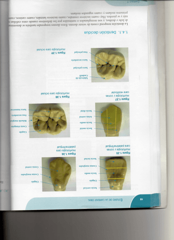 Vocabulario-de-Morfologia-Dental.pdf