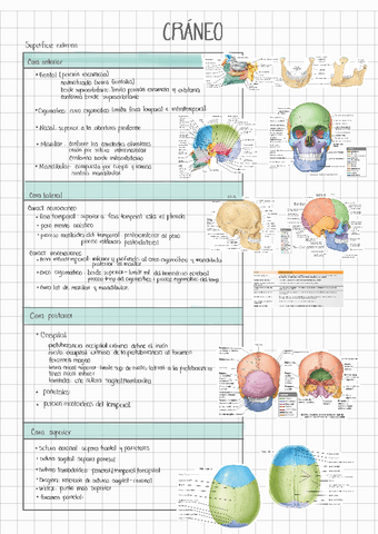 HUESOS-DEL-CRANEO.pdf