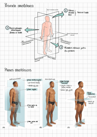 GENERALIDADES-ANATOMIA-HUMANA.pdf