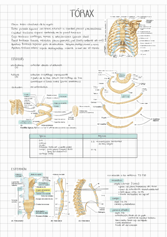 HUESOS-DEL-TORAX.pdf