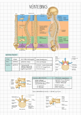 COLUMNA-VERTEBRAL.pdf