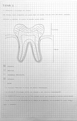 Tema-3-Anatomia-del-diente.pdf