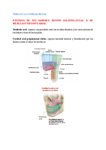 anatomia-general-TEMA-15.pdf
