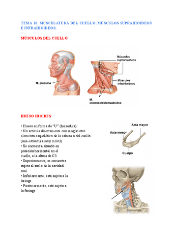anatomia-general-TEMA-18.pdf