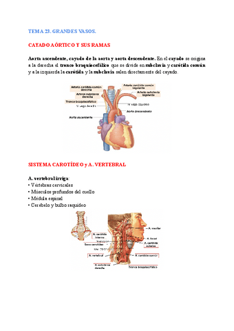 anatomia-general-23-24.pdf