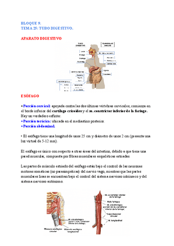 anatomia-general-TEMAS-25-26.pdf