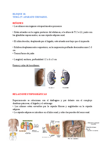 anatomia-general-TEMAS-27-28.pdf