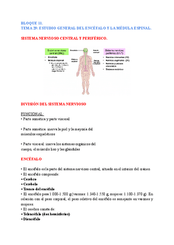 anatomia-general-TEMA-29.pdf