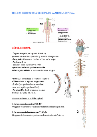 anatomia-general-TEMAS-30-32.pdf