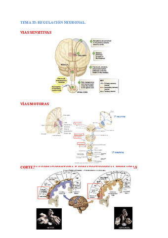 anatomia-general-TEMA-33-34.pdf