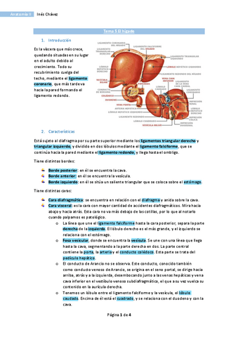 Tema-5-Anatomia-II-El-higado.pdf