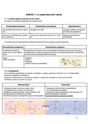 La-especializacion-celular.pdf