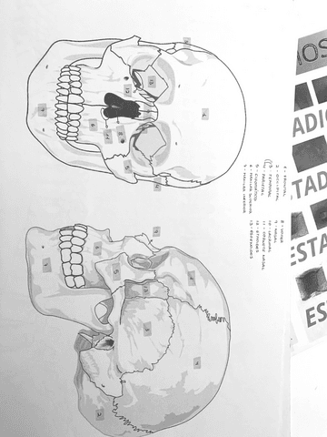 Sistema-esqueletico-esqueleto-axial.pdf