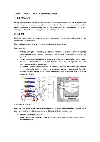 TEMA-4-6.-Hexapodos.-Generalidades.pdf