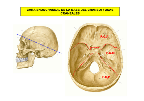 Fosas-craneales.pdf