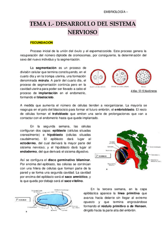 EMBRIOLOGIA.pdf