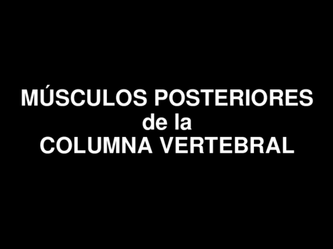 6. Músculos posteriores de la columna vertebral.pdf