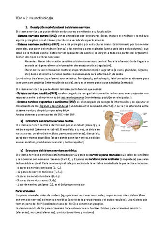 TEMA-2.-Neurofisiologia.pdf