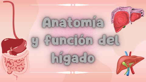 Anatomia-y-funcion-del-higado.pdf