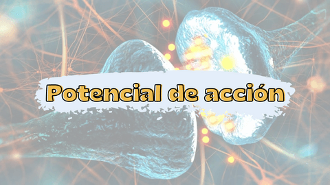 Potencial-de-accion-y-sinapsis.pdf