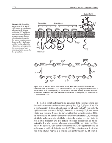 biologia-celular-y-molecular-54.pdf