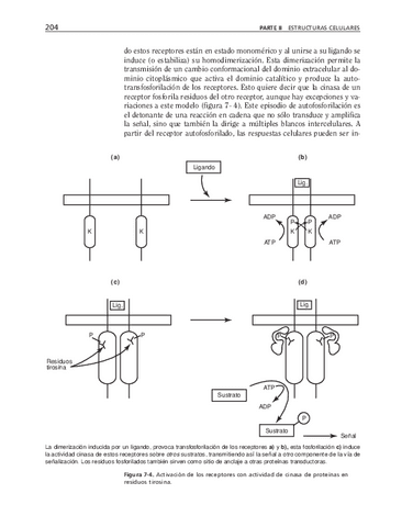 biologia-celular-y-molecular-62.pdf