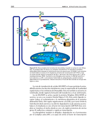 biologia-celular-y-molecular-76.pdf