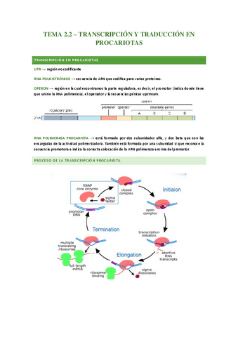 Transcripcion-y-traduccion-en-procariotas.pdf