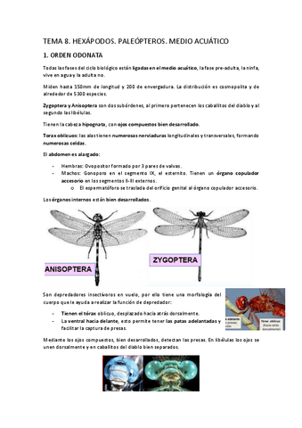 TEMA-8.-Insectos.-Paleopteros.-Medio-acuatico.pdf