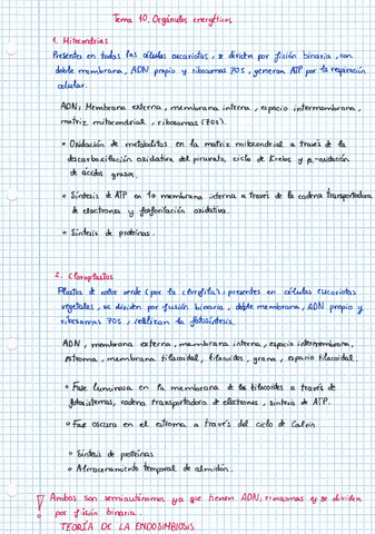 TEMAS-10-ORGANULOS-ENERGETICOS.pdf