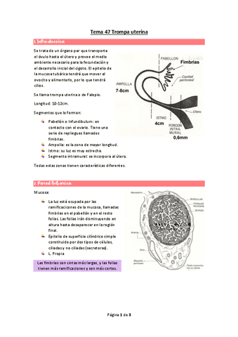 wuolah-free-Tema-47-Trompa-uterinagulagfree.pdf