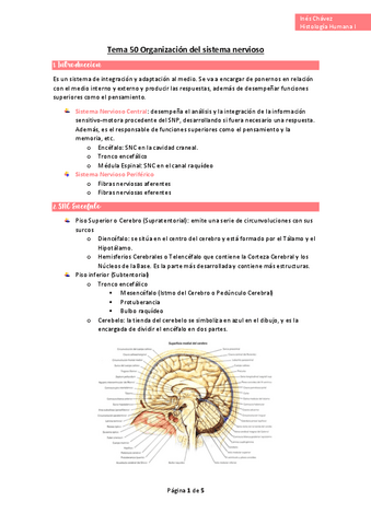 wuolah-free-Tema-50-Organizacion-del-sistema-nerviosogulagfree.pdf