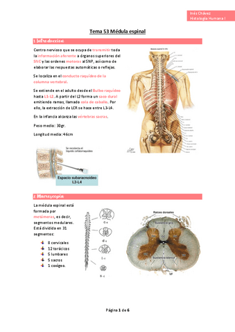 wuolah-free-Tema-53-Medula-espinalgulagfree.pdf