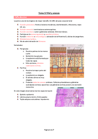 wuolah-free-Tema-57-Piel-y-anexosgulagfree.pdf