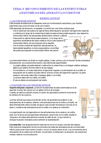 TEMA-3.5-EL-MIEMBRO-INFERIROR.pdf