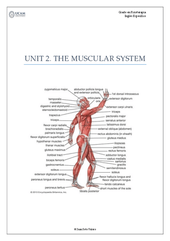UNIT2.THEMUSCULARSYSTEM2022-2023.pdf