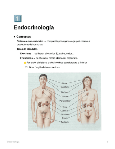 Endocrinologia.pdf