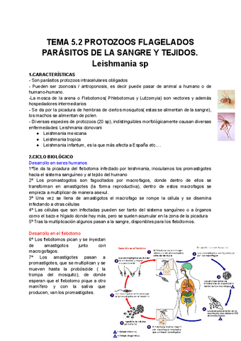 TEMA-5.2-PROTOZOOS-FLAGELADOS.-LEISHMANIA-SP..pdf