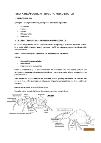 TEMA-7.-Hexapodos.-Apterigotos.-Medio-edafico.pdf