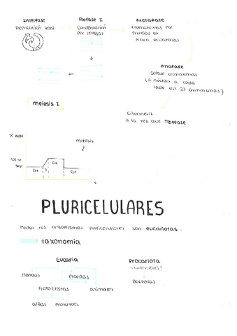 PLURICELULARES.pdf