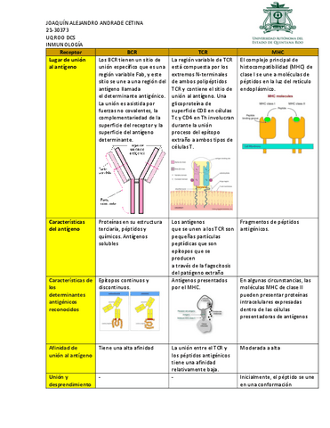 Tarea-comparativa-BCR-TCR-y-MHC.pdf