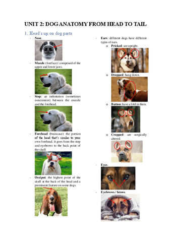 Unit-2-Dog-anatomy-from-head-to-tail.pdf